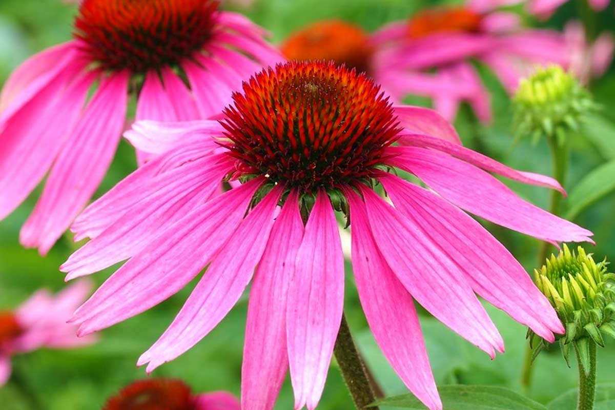 Echinacea purpurea