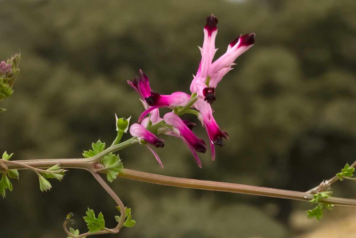 Fumaria officinalis