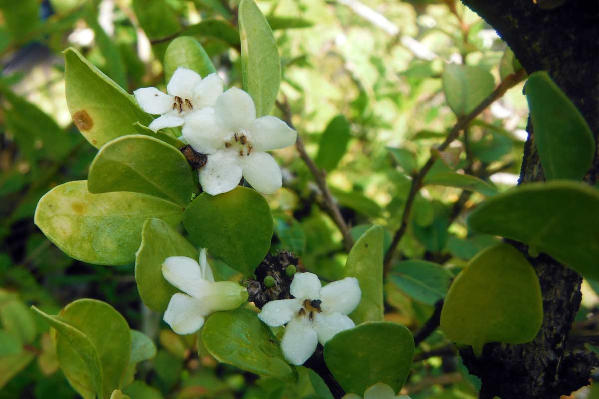 Randia aculeata. Randia karstenii